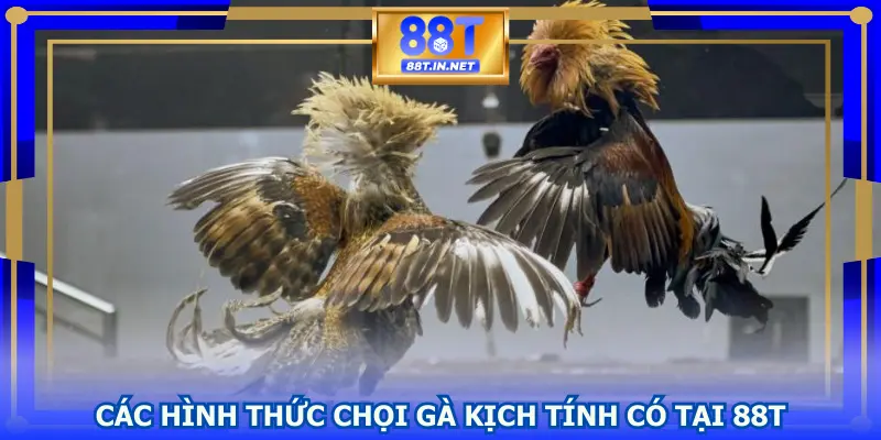 Các hình thức chọi gà kịch tính có tại 88T