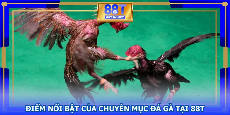 Điểm nổi bật của chuyên mục đá gà tại 88T
