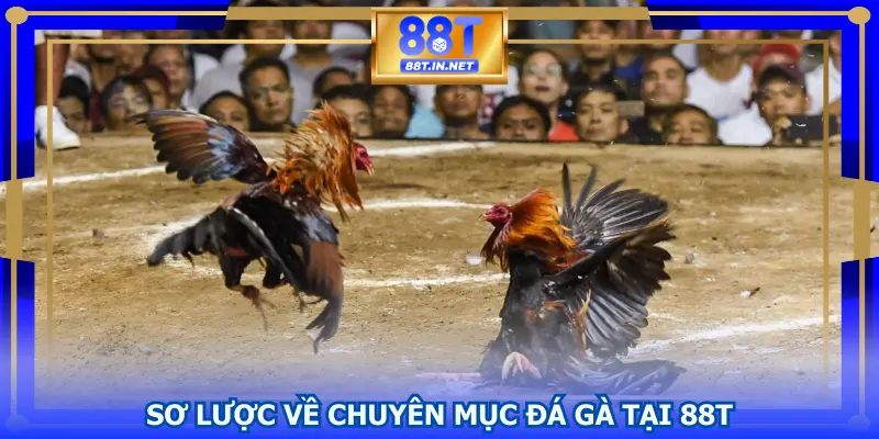 Sơ lược về chuyên mục đá gà tại 88T